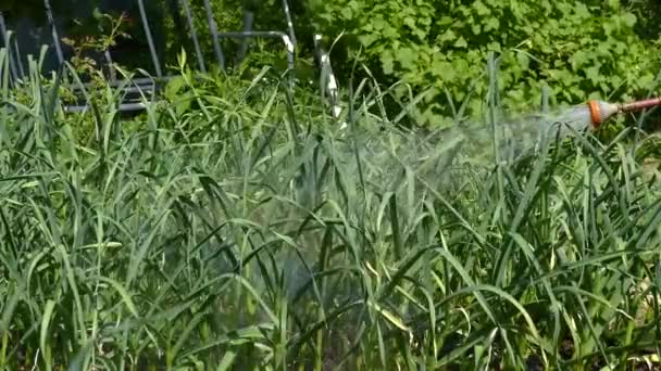 양파에 물을 뿌리는 스프링클러 — 비디오