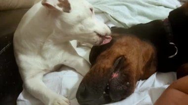 Küçük köpek yavrusu büyük bir köpeğin gözünü yalıyor