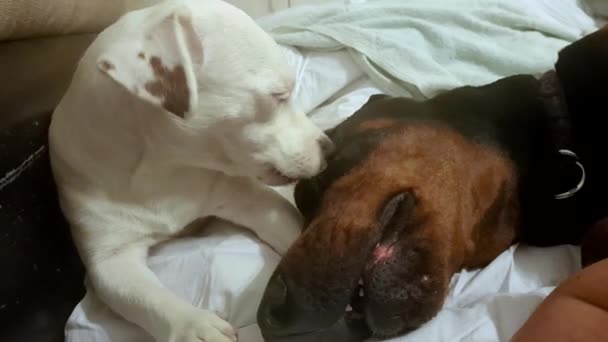 Küçük köpek yavrusu büyük bir köpeğin gözünü yalıyor — Stok video