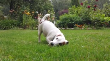 Beyaz köpek yavrusu açık havada oynuyor