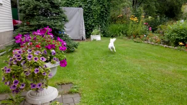 Cãozinho branco joga ao ar livre — Vídeo de Stock