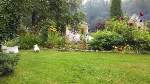 Blanco cachorro juega al aire libre — Vídeo de stock