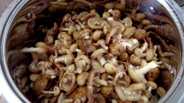 Лесные грибы в кастрюле — стоковое видео