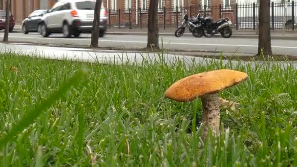 Forest Mushroom on the street — Stock Video