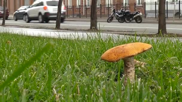 Seta del bosque en la calle — Vídeo de stock