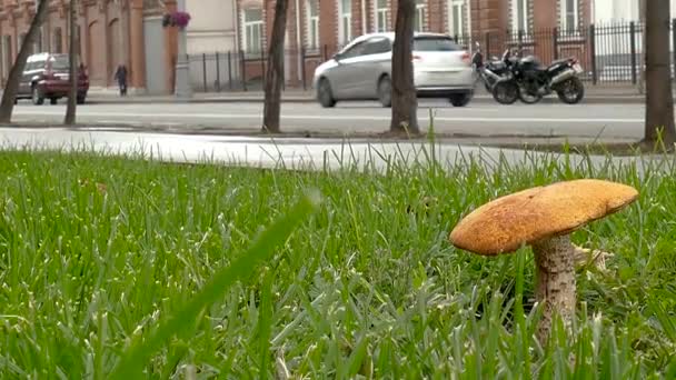 Bos paddestoel op straat — Stockvideo