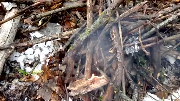 Wykonywanie ognisku w dzikim lesie podczas deszczu — Wideo stockowe