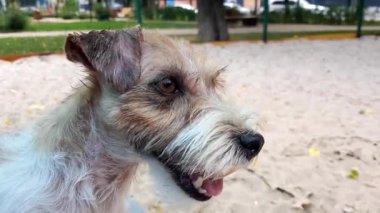 Parkta Beyaz Jack Russel terrier