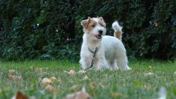 Jack Russell Terrier ao ar livre fechar o retrato — Vídeo de Stock