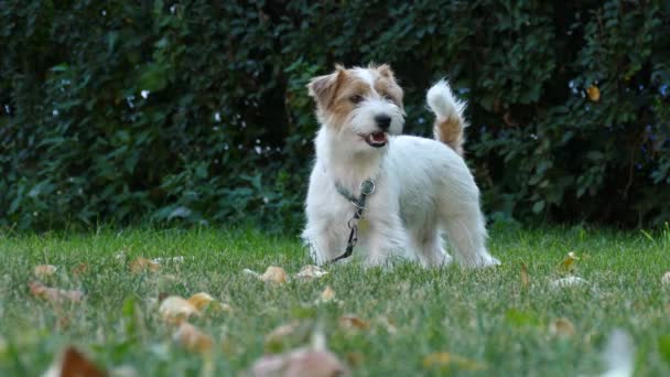 Jack Russell Terrier al aire libre cerrar retrato — Vídeos de Stock