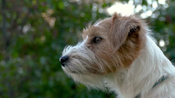 Jack Russell Terrier outdoors close up portrait — Stock Video