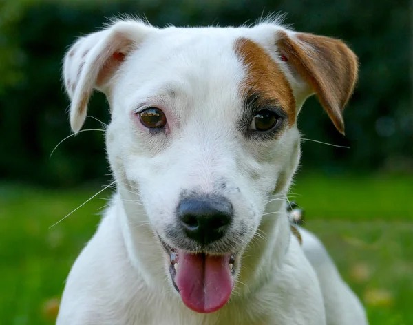 Śliczne Jack Russell Terrier bliska twarz na zewnątrz. — Zdjęcie stockowe