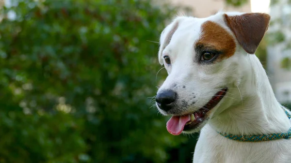 Bonito Jack Russell Terrier close up rosto Ao ar livre . — Fotografia de Stock