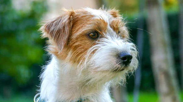 Śliczne Jack Russell Terrier bliska twarz na zewnątrz. — Zdjęcie stockowe