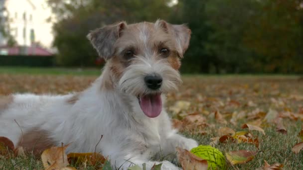 Branco Jack Russel terrier posin no parque — Vídeo de Stock