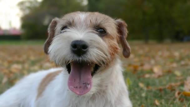 Parkta Beyaz Jack Russel terrier posin — Stok video