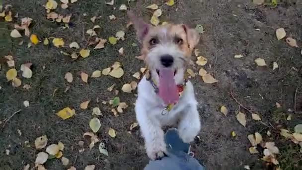 Bianco Jack Russel terrier posin in parco — Video Stock