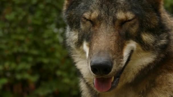 Wolf gezicht close-up — Stockvideo