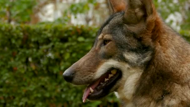 Cara de lobo de cerca — Vídeo de stock