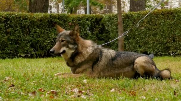 Perro doméstico muy similar a un lobo juega en el parque — Vídeo de stock