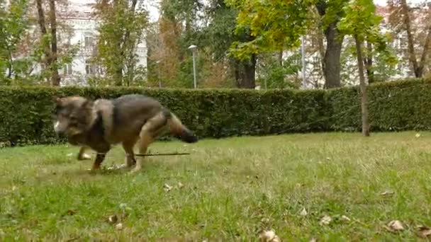 Domácí pes velmi podobný vlk hraje v parku — Stock video