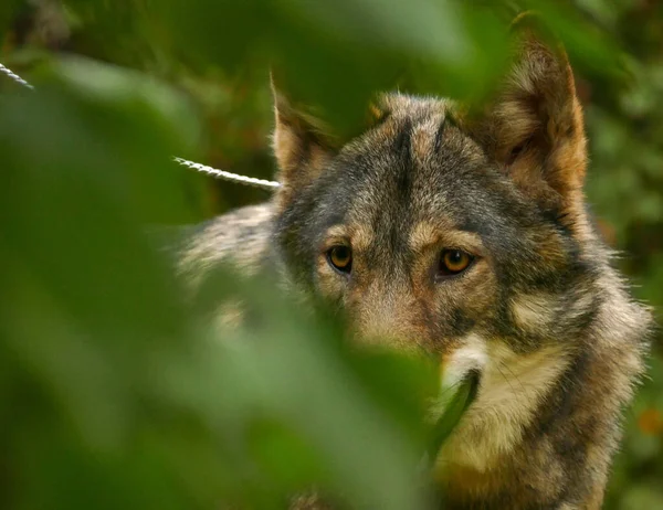 Loup Visage Fermer — Photo