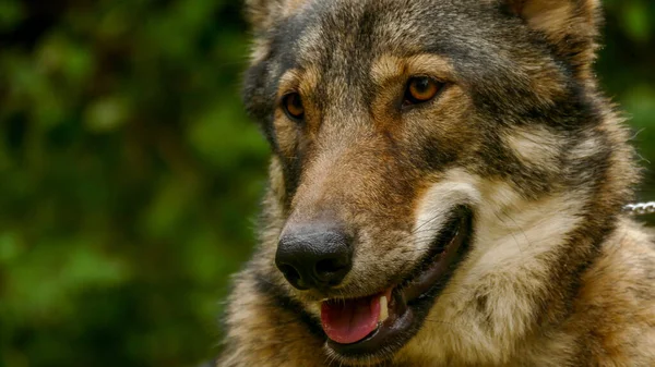 Cara de lobo fechar — Fotografia de Stock