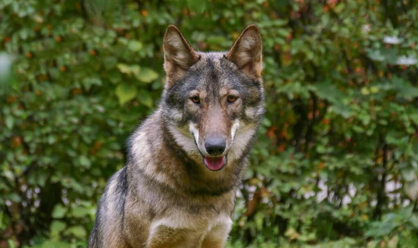 Wolf gezicht close-up — Stockfoto