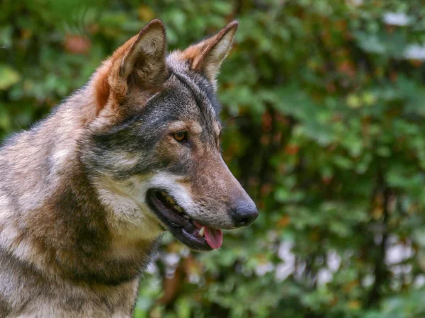 Wolf aus nächster Nähe — Stockfoto