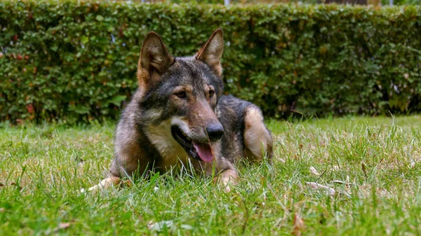 Lupo faccia da vicino — Foto Stock