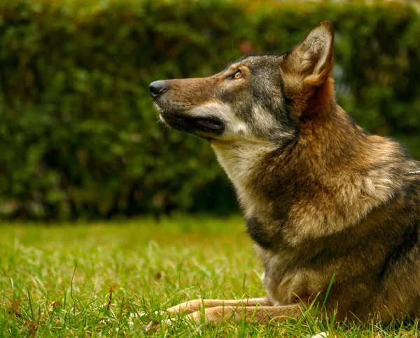 Wolf gezicht close-up — Stockfoto