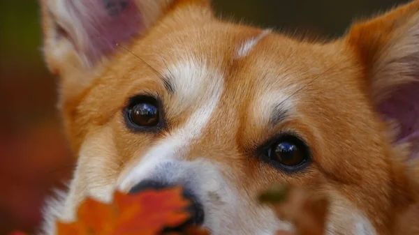 Corgi perro de cerca la cara —  Fotos de Stock