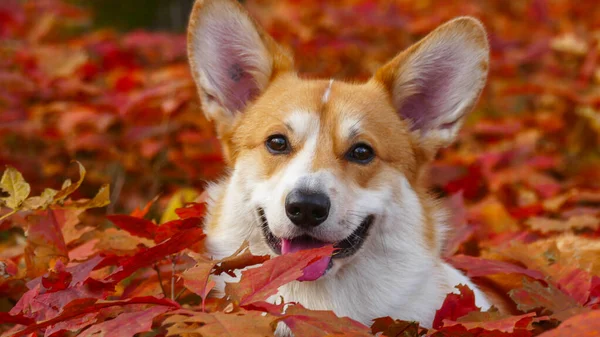 Corgi pies zbliżyć twarz — Zdjęcie stockowe