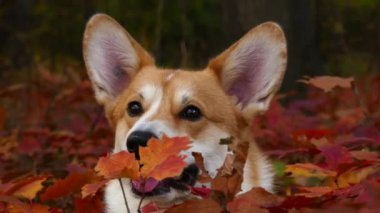Sonbahar parkında Corgi köpeği
