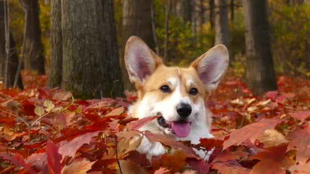 Perro Corgi en el parque de otoño — Vídeos de Stock