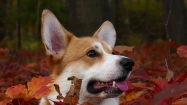 Sonbahar parkında Corgi köpeği