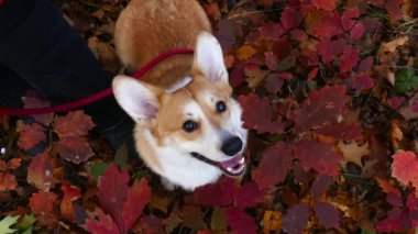 Sonbahar parkında Corgi köpeği