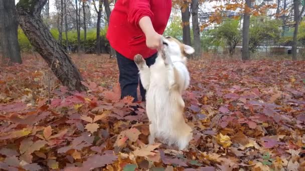The dog eats a treat from the hands of the hostess standing on its hind legs — ストック動画