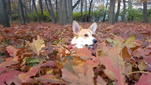 Perro Corgi en el parque de otoño — Vídeos de Stock