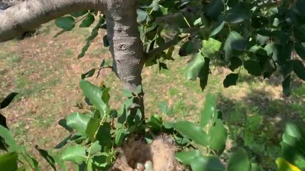 Las aves anidan en una rama de árbol — Vídeos de Stock