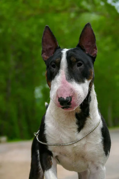 Gros plan du chien taureau terrier — Photo