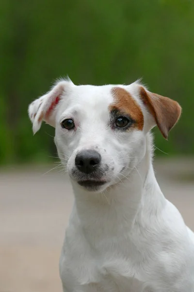 Fehér Jack Russel terrier portré — Stock Fotó