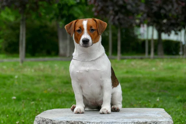 Branco Jack Russell terrier ao ar livre retrato — Fotografia de Stock