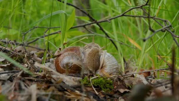 two big brown snails on the moss on the background of green grass, a pair of snails, wildlife, beautiful nature