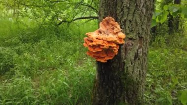 Ağaçtaki sarı mantarlar. Laetiporus sülfür.