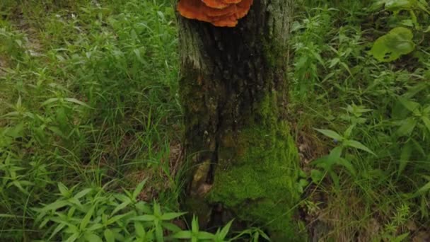 Gele paddenstoel op een boom. Laetiporus sulreus — Stockvideo