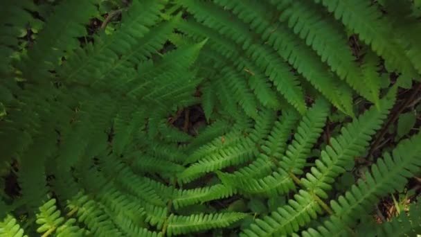 Zöld páfrány növényzet a sötét erdőben — Stock videók