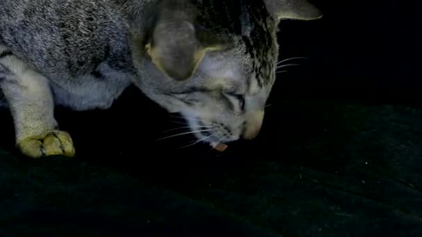 Портрет крупным планом: Симпатичный сиамский кот ест — стоковое видео