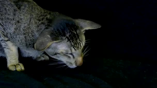 Close Up ritratto: carino siamese gatto mangia — Video Stock