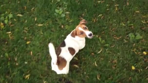 Happy terrier puppy buiten — Stockvideo